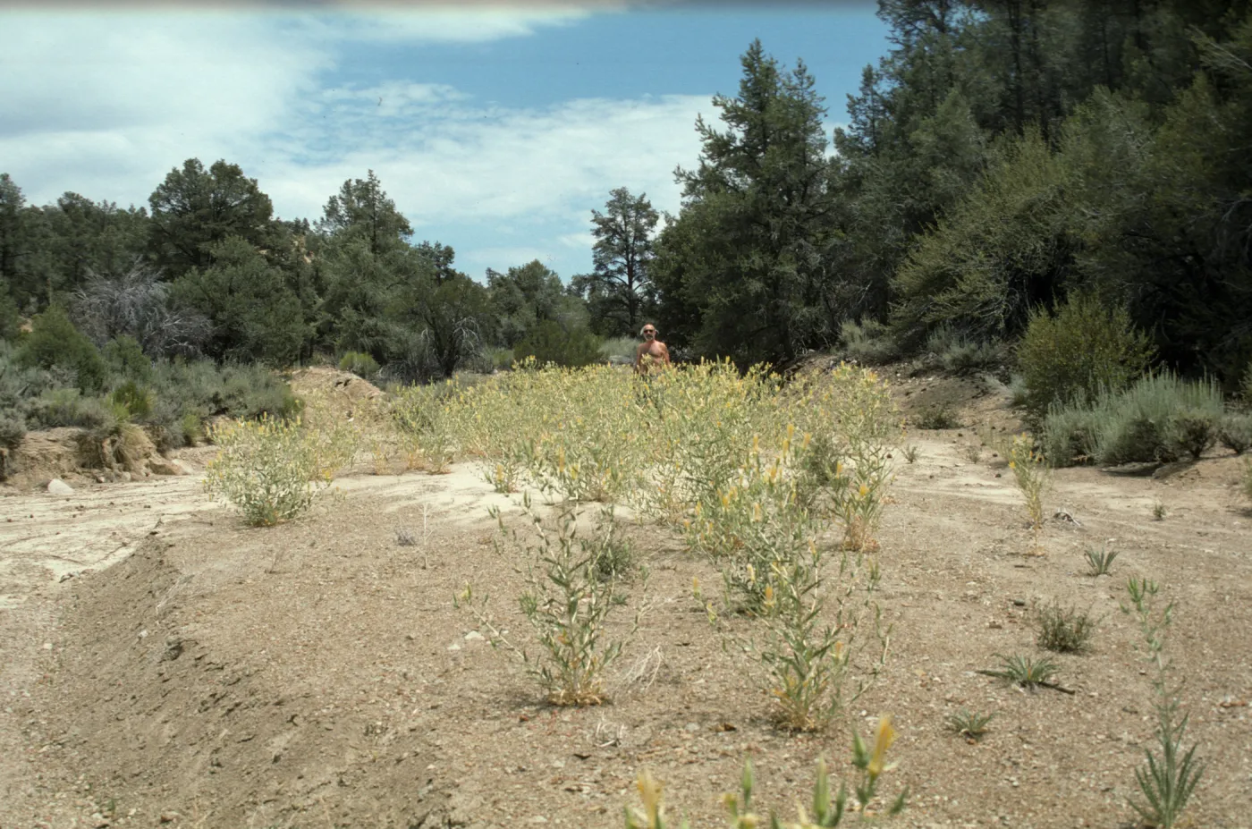 Mentzelia