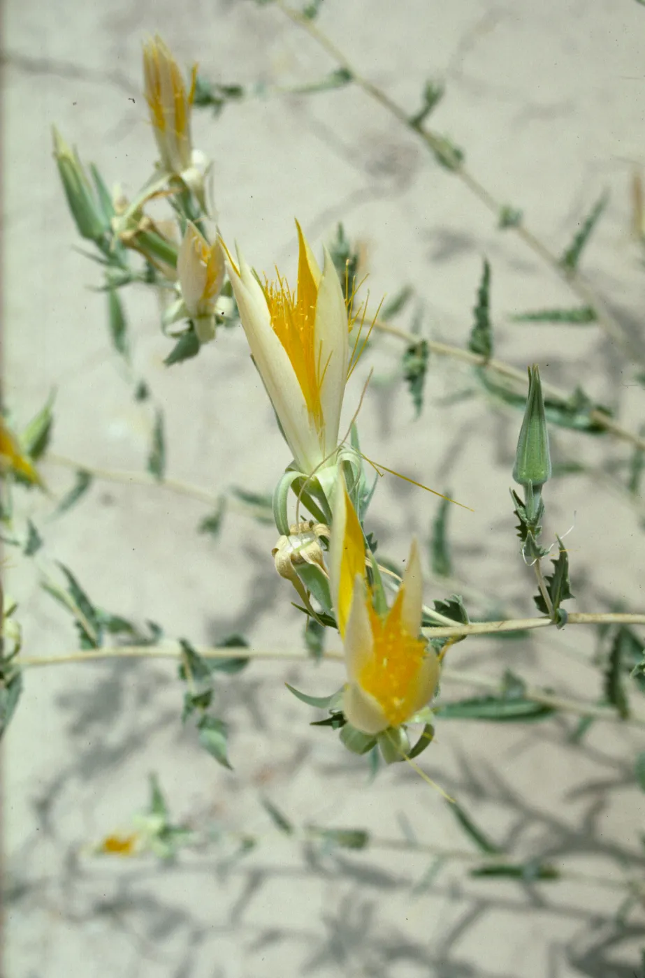 Mentzelia
