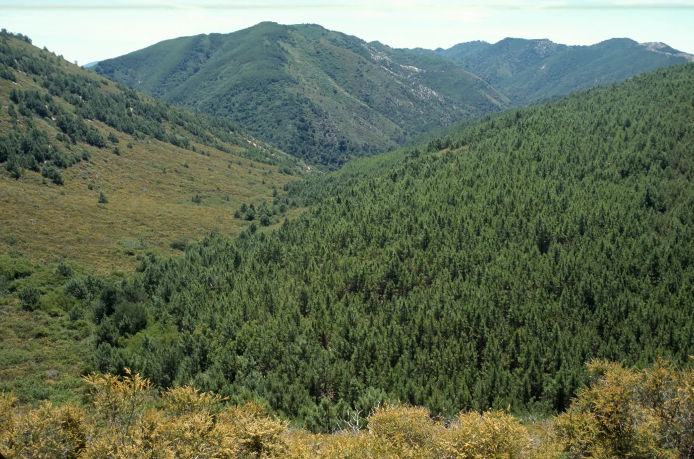 Closed-cone pine forest