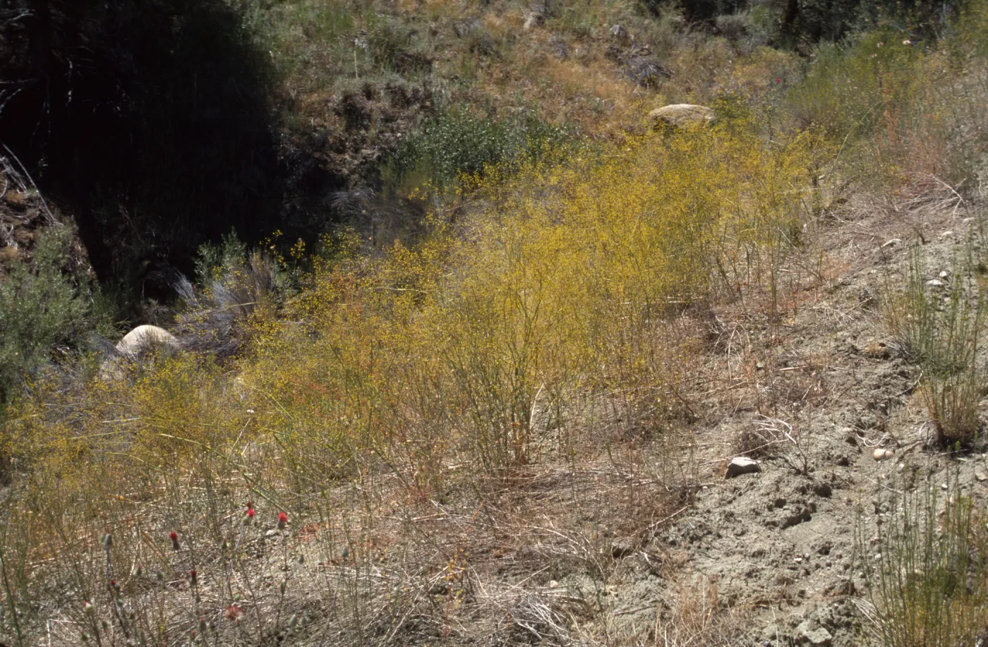 Eriogonum trichopes var. hooveri