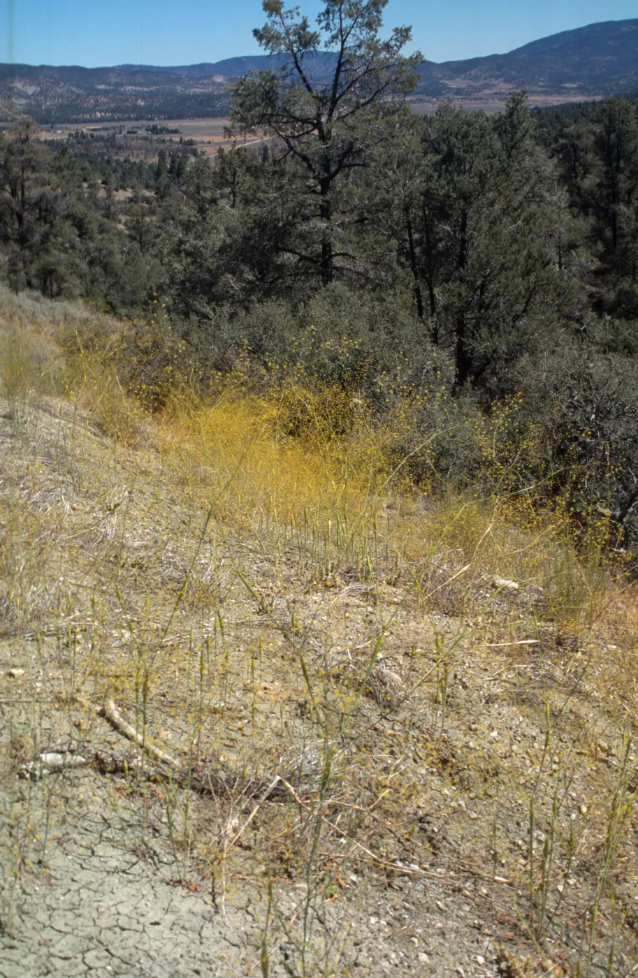 Eriogonum (wild buckwheat) 