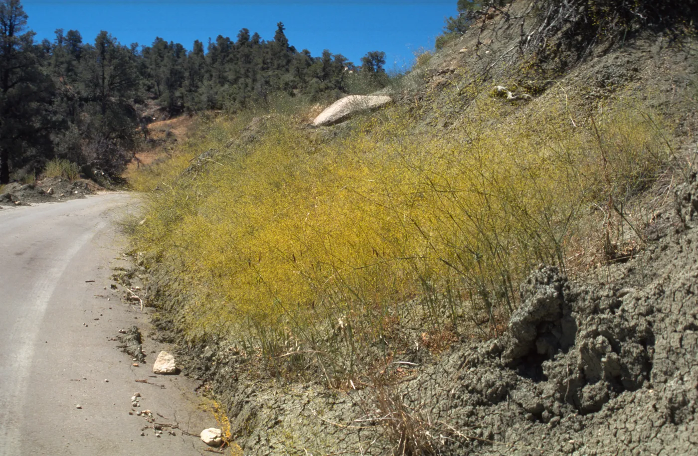 Eriogonum (wild buckwheat) 