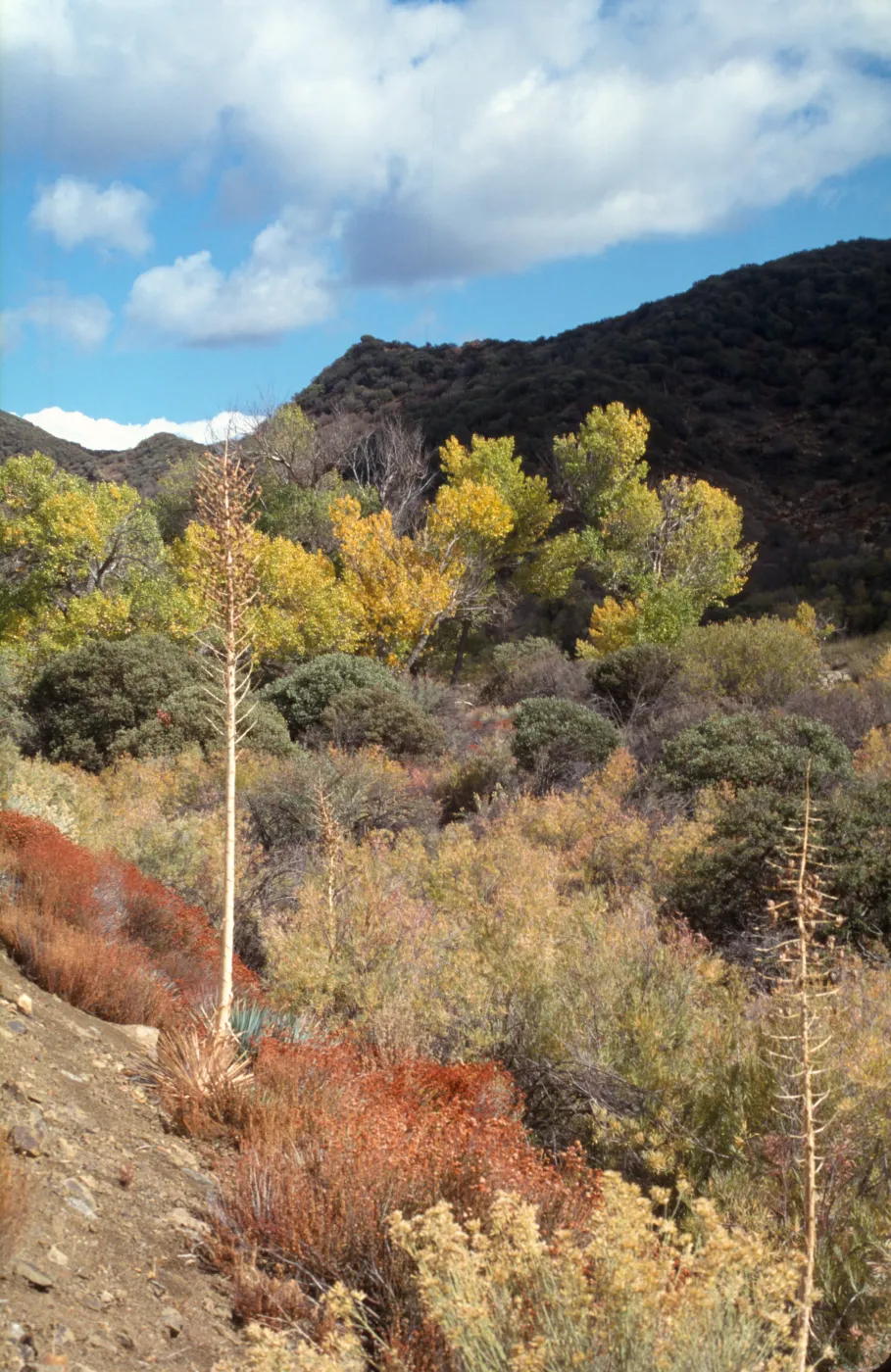 Pinyon-juniper woodland and poplars