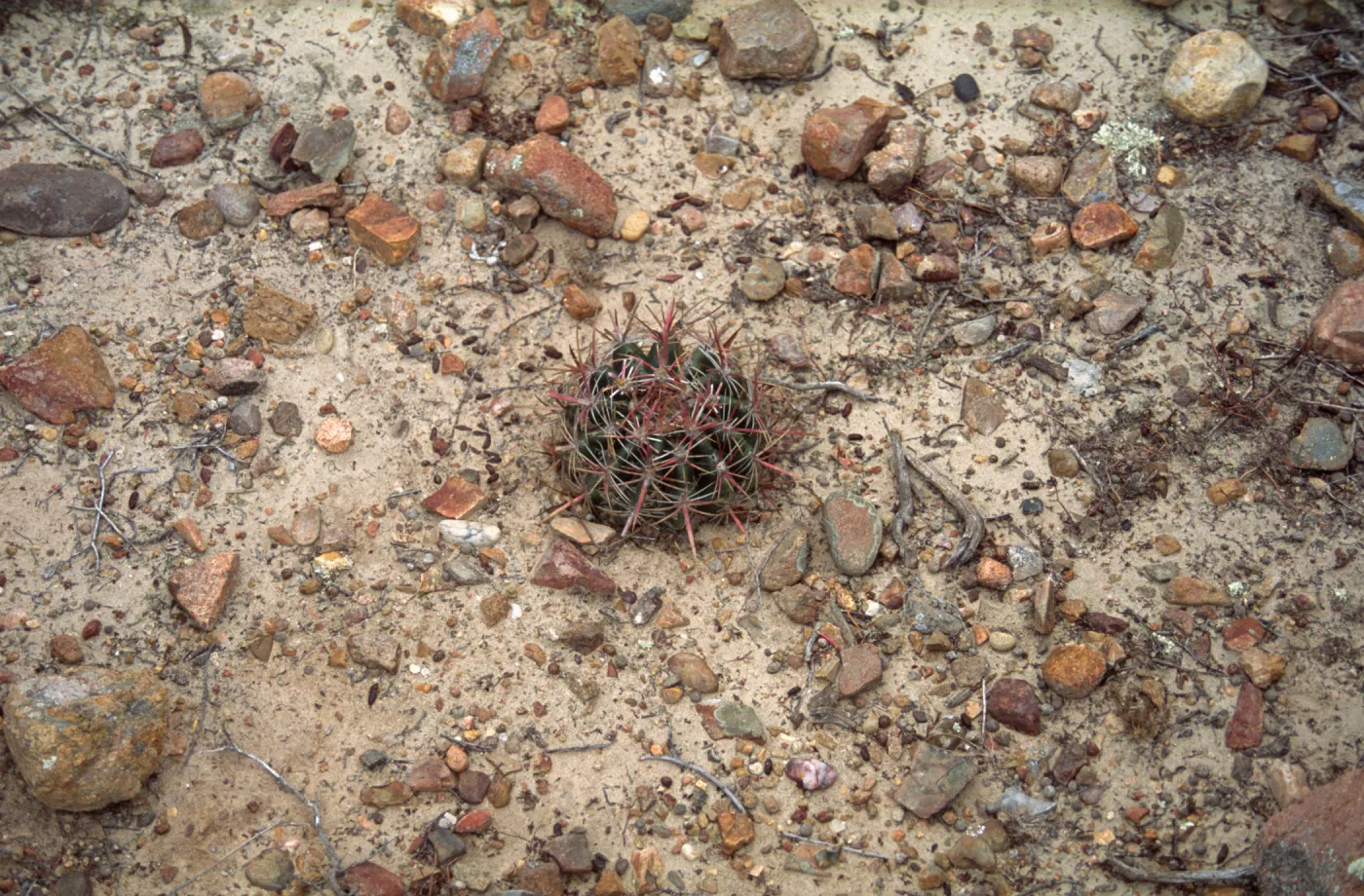 Ferocactus viridescens