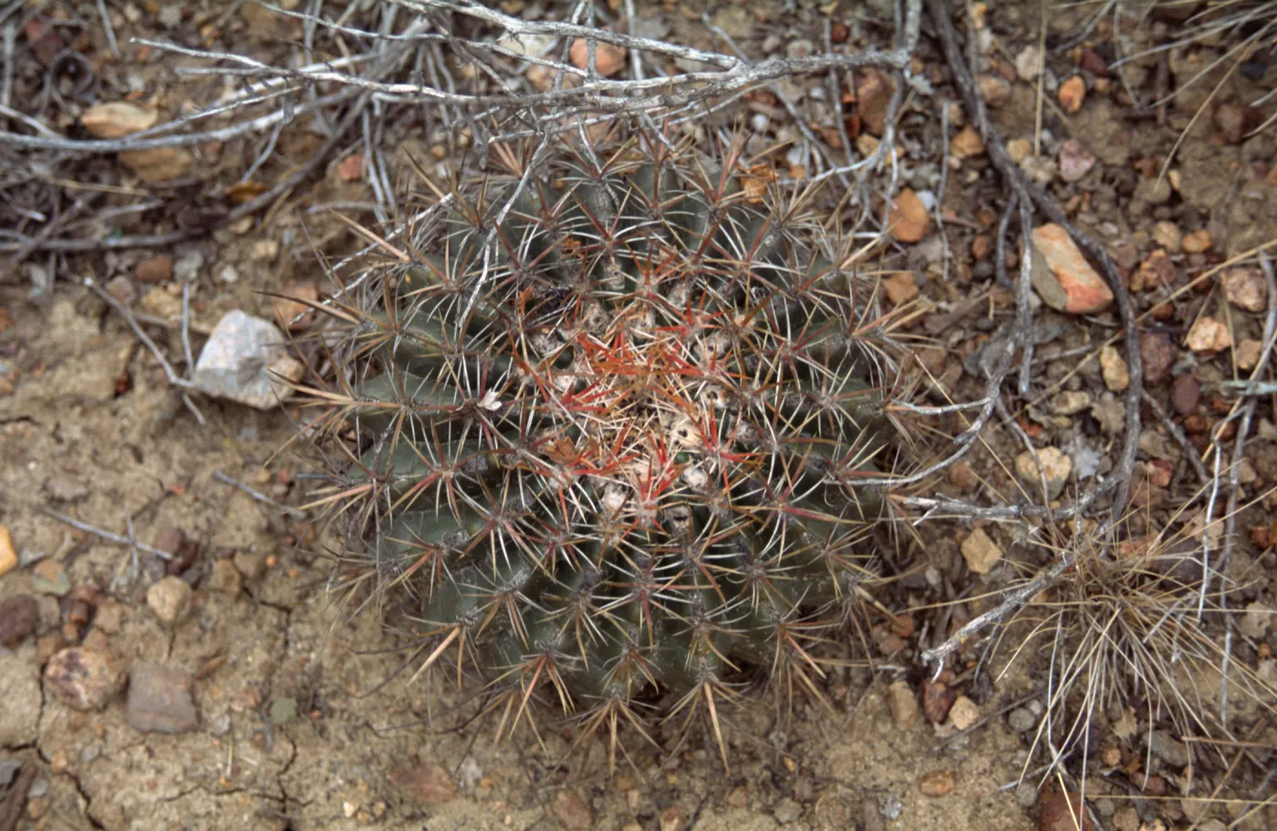 Ferocactus viridescens