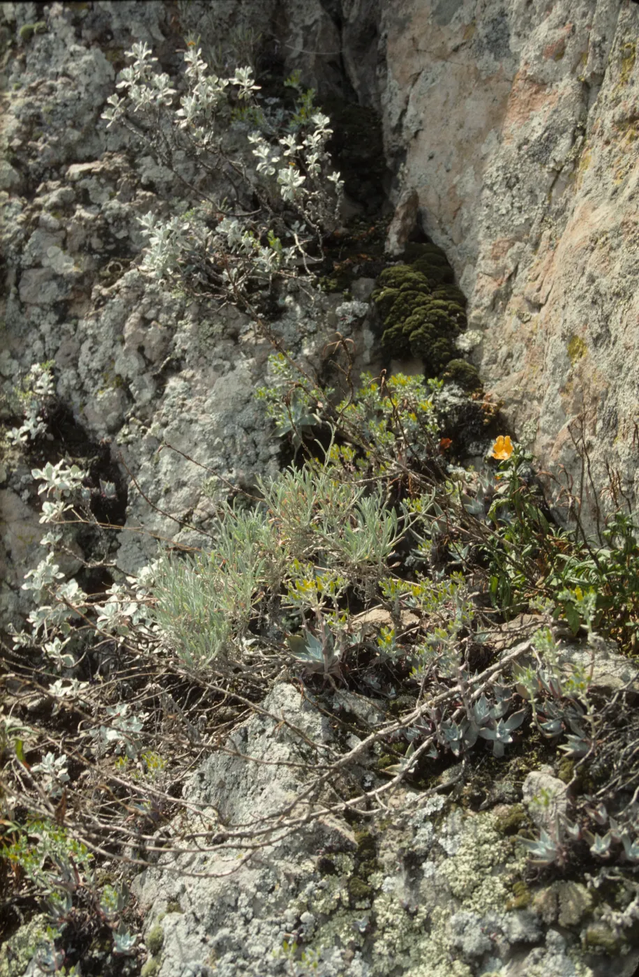 Conejo Grade