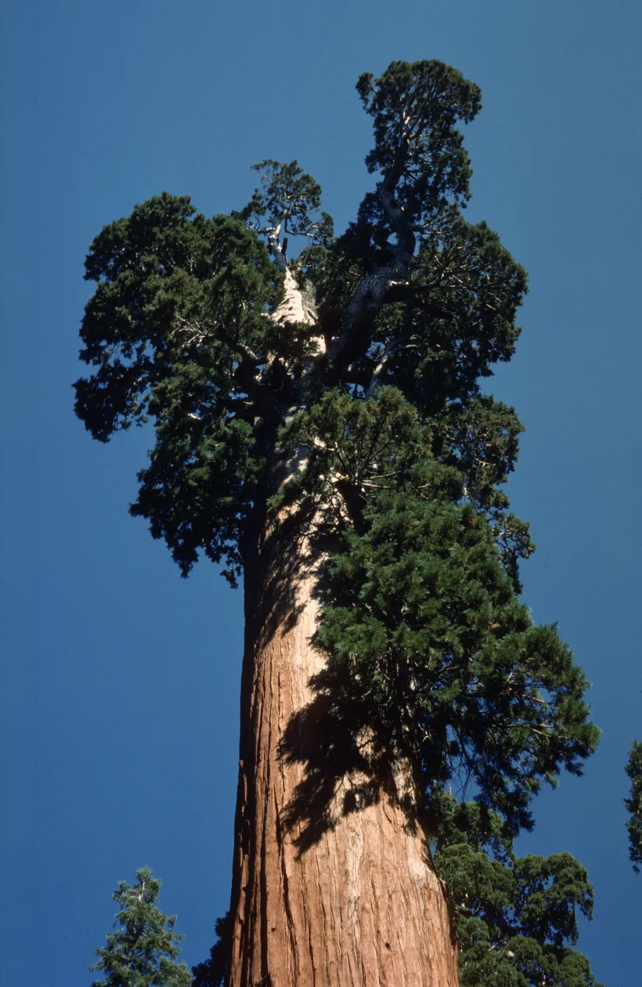 Sequoiadendron giganteum