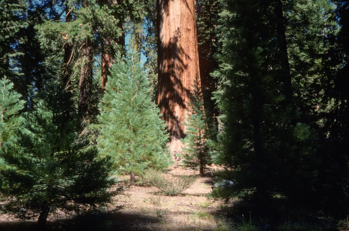 Sequoiadendron giganteum