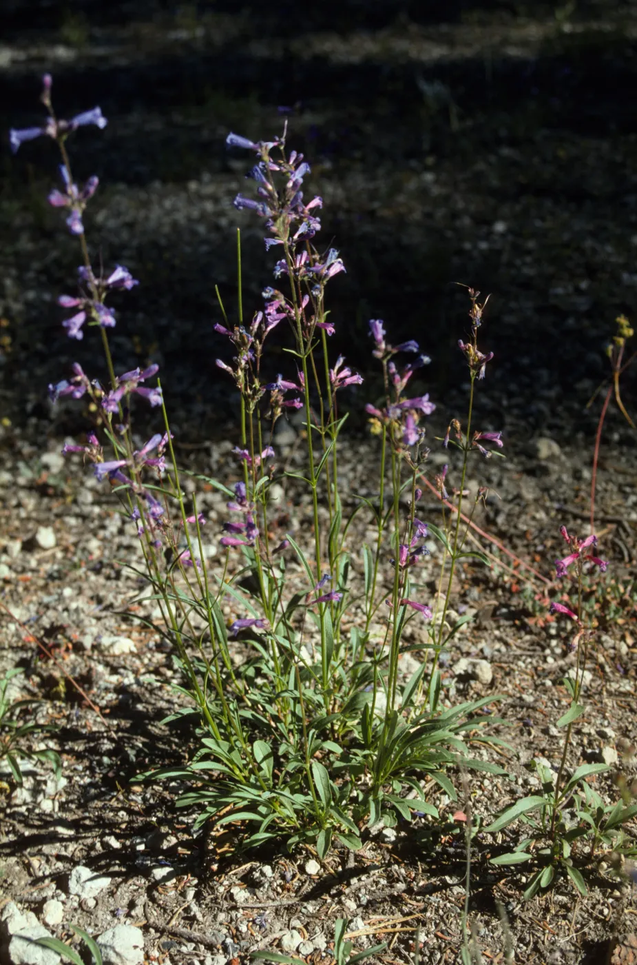 Penstemon gracilentus