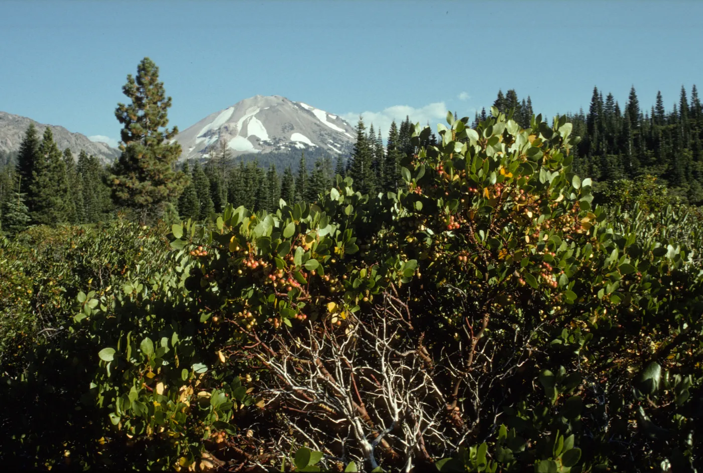  Lassen Peak with Arctostaphylos (Manzanita)