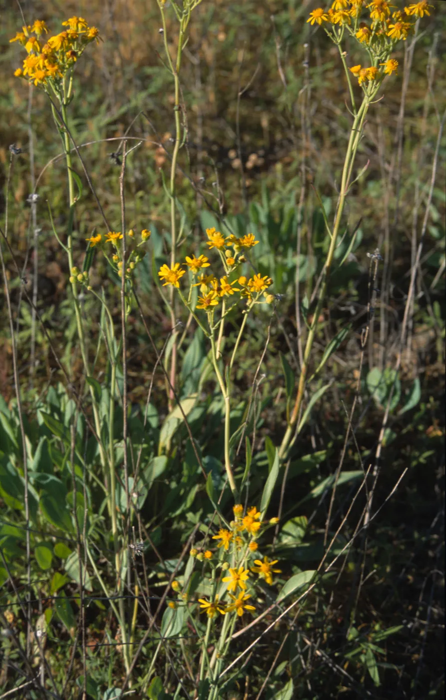 Senecio in moist spot