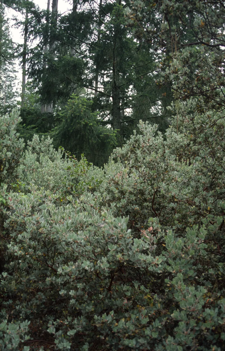 Arctostaphylos viscida & Pseudotsuga menziesii