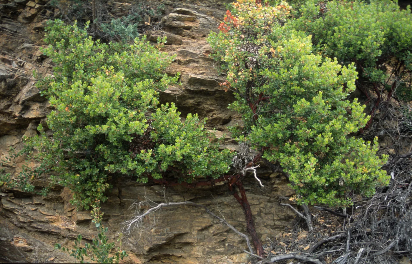 Arctostaphylos nummularia