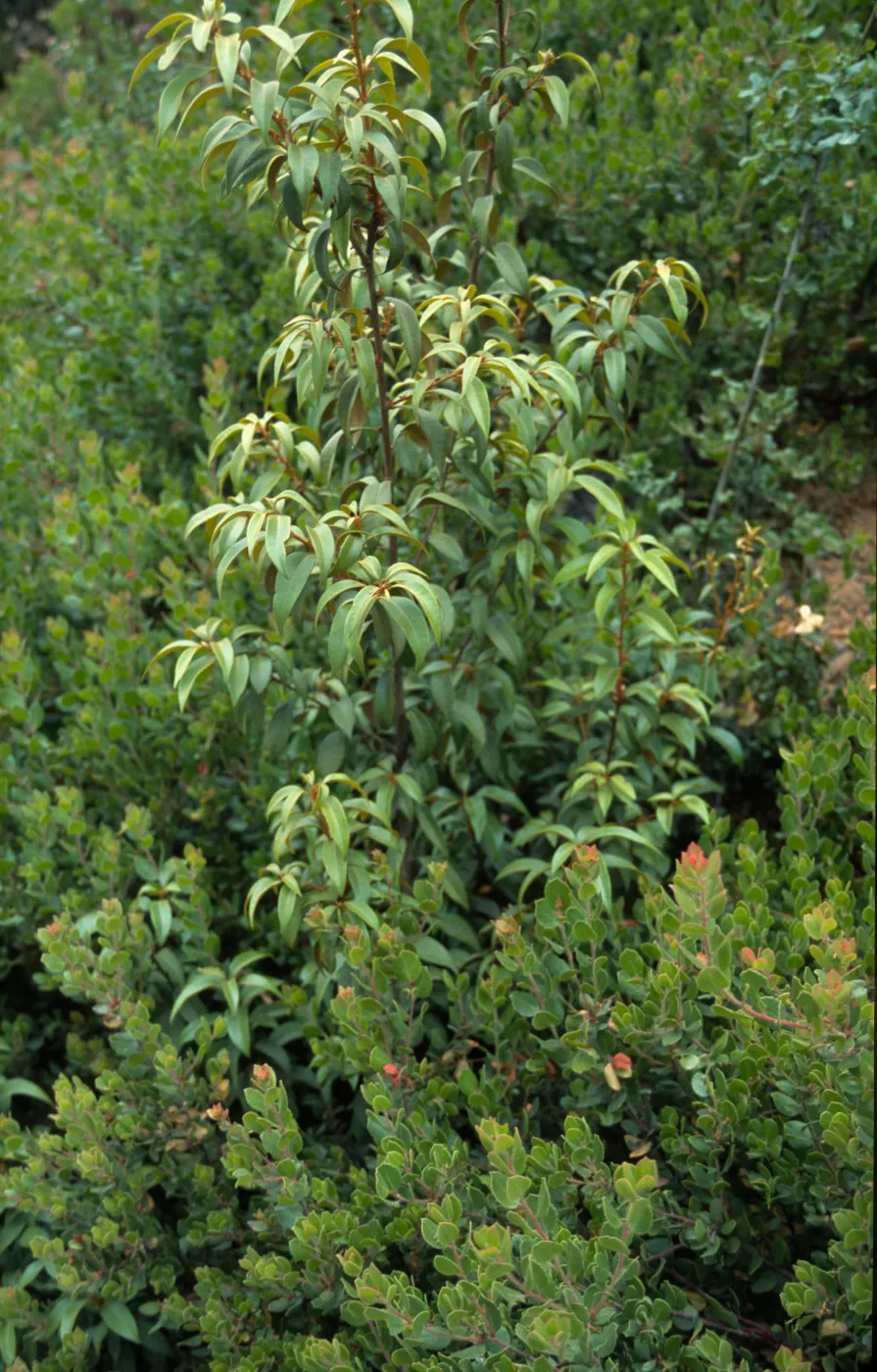 Chrysolepis chrysophylla