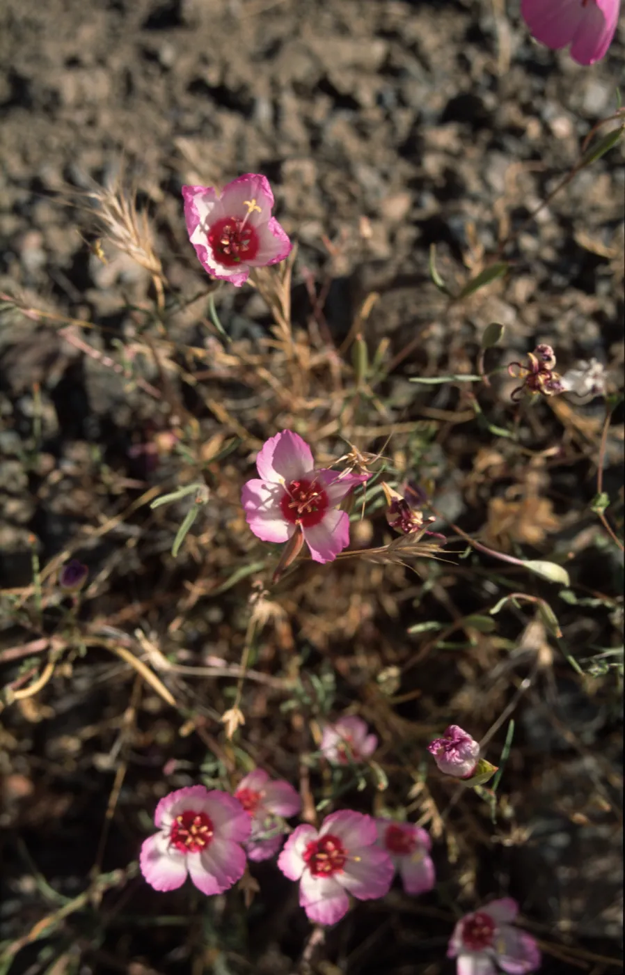 Clarkia