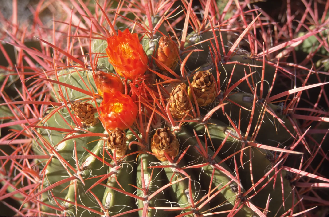 Living Desert, Ferocactus