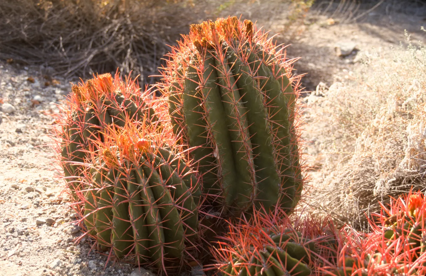 Living Desert, Cacti