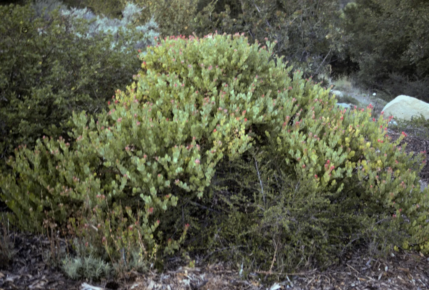 Arctostaphylos 'Canyon Blush', SBBG cultivar