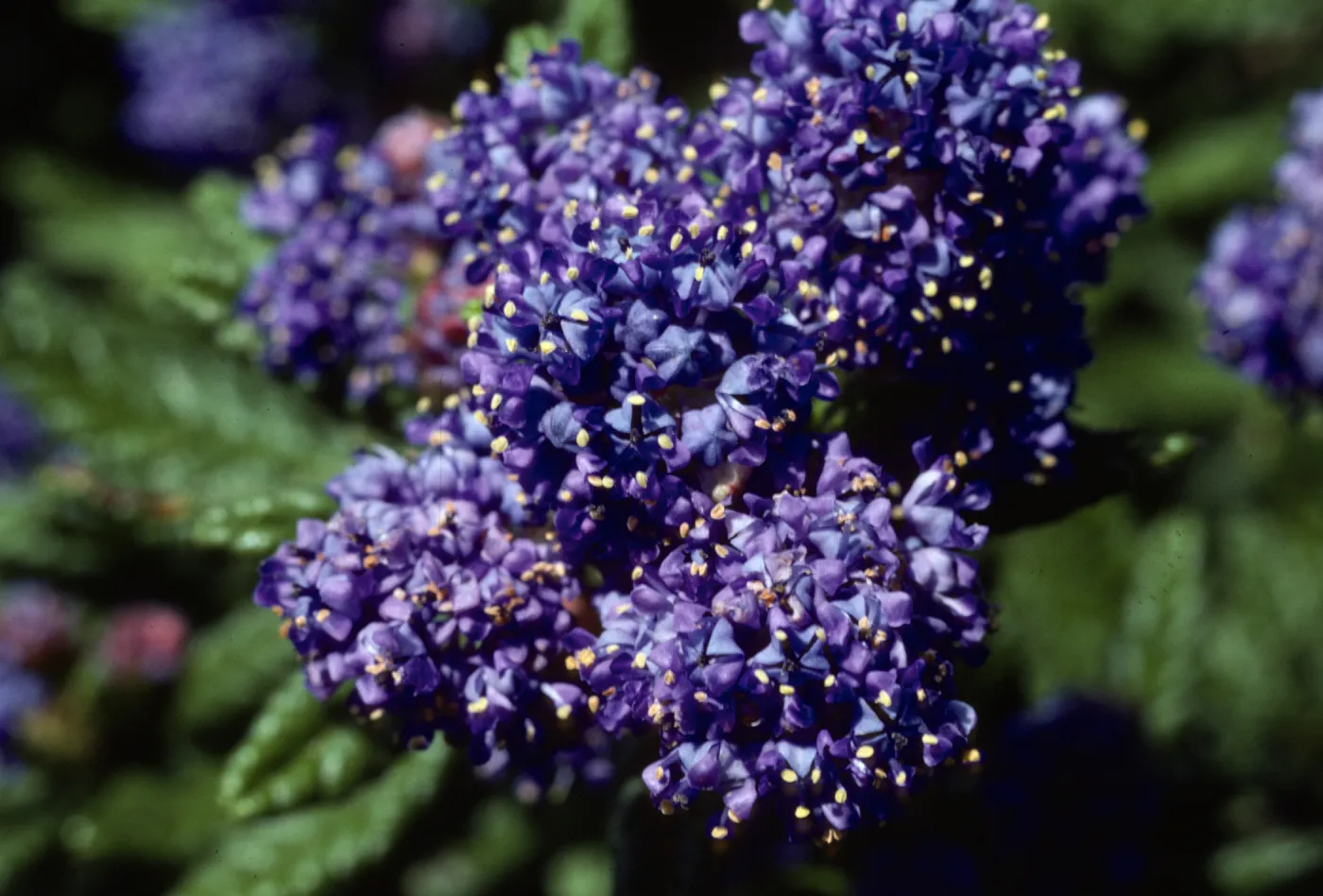 Ceanothus 'Far Horizons'