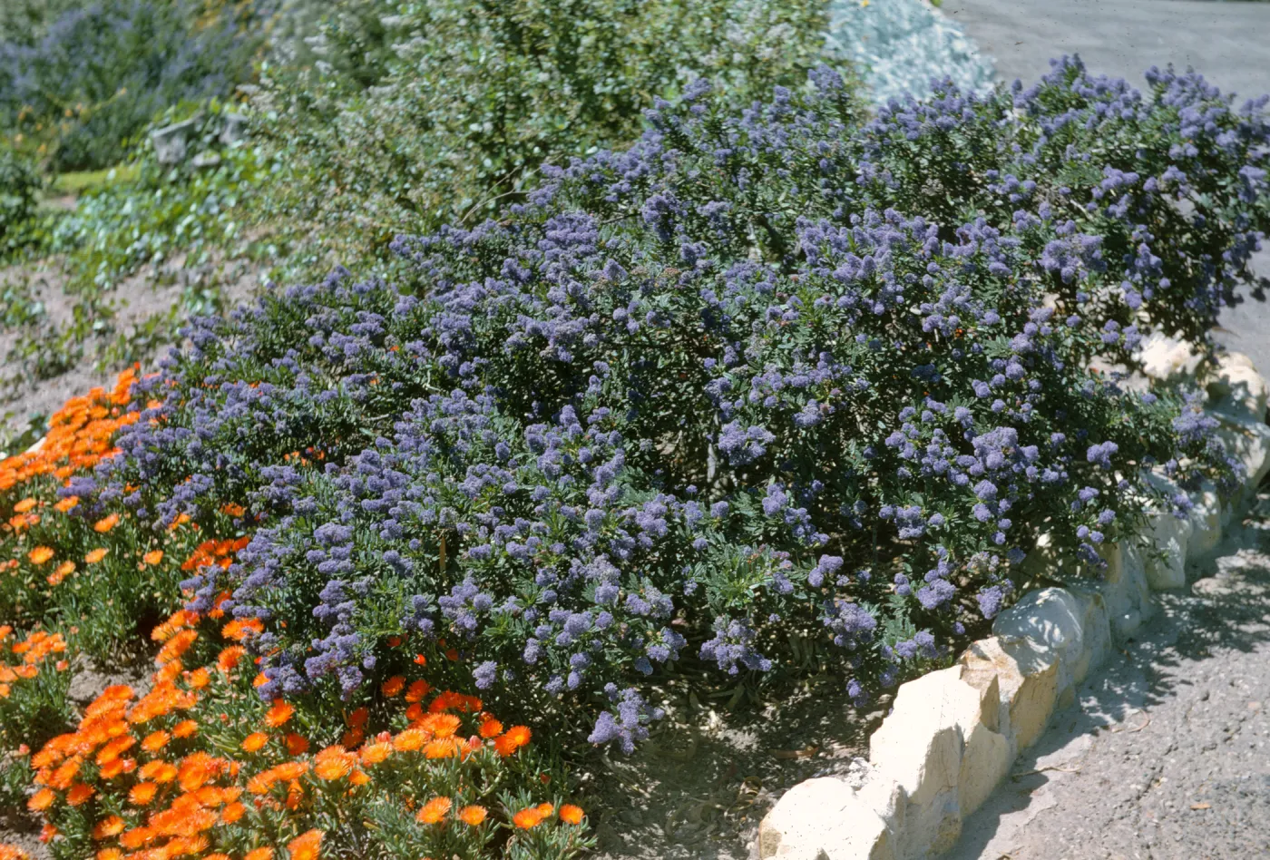 Ceanothus 'Far Horizons'