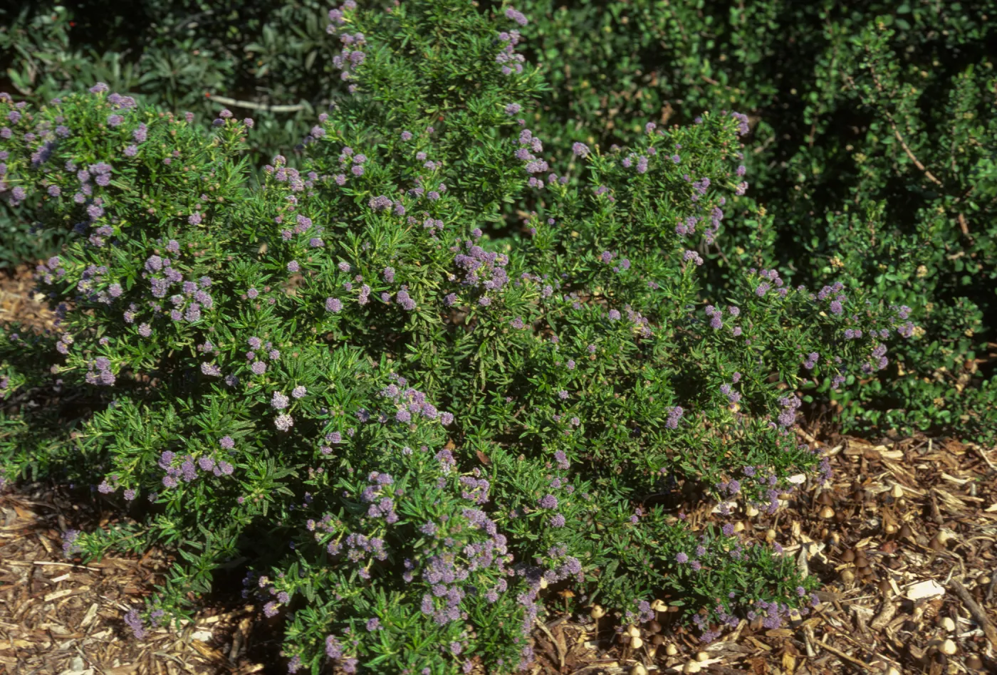 Ceanothus 'Wheeler Canyon'