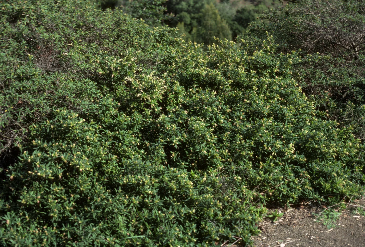 Ceanothus (California Lilac)