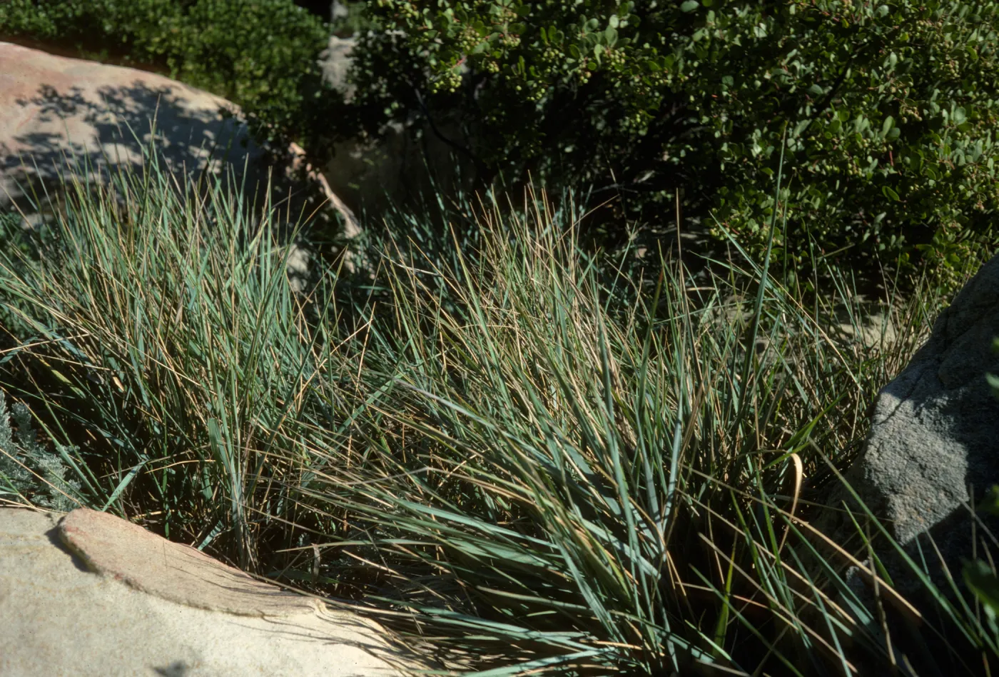 Leymus 'Canyon Prince'