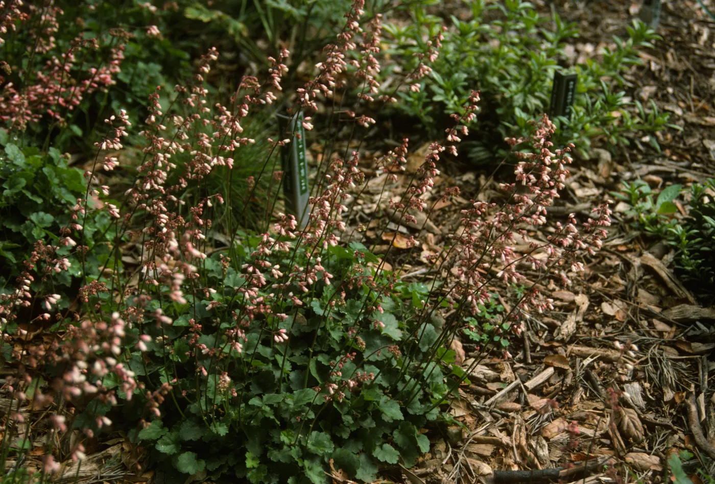 Heuchera 'Blushing Bells' 