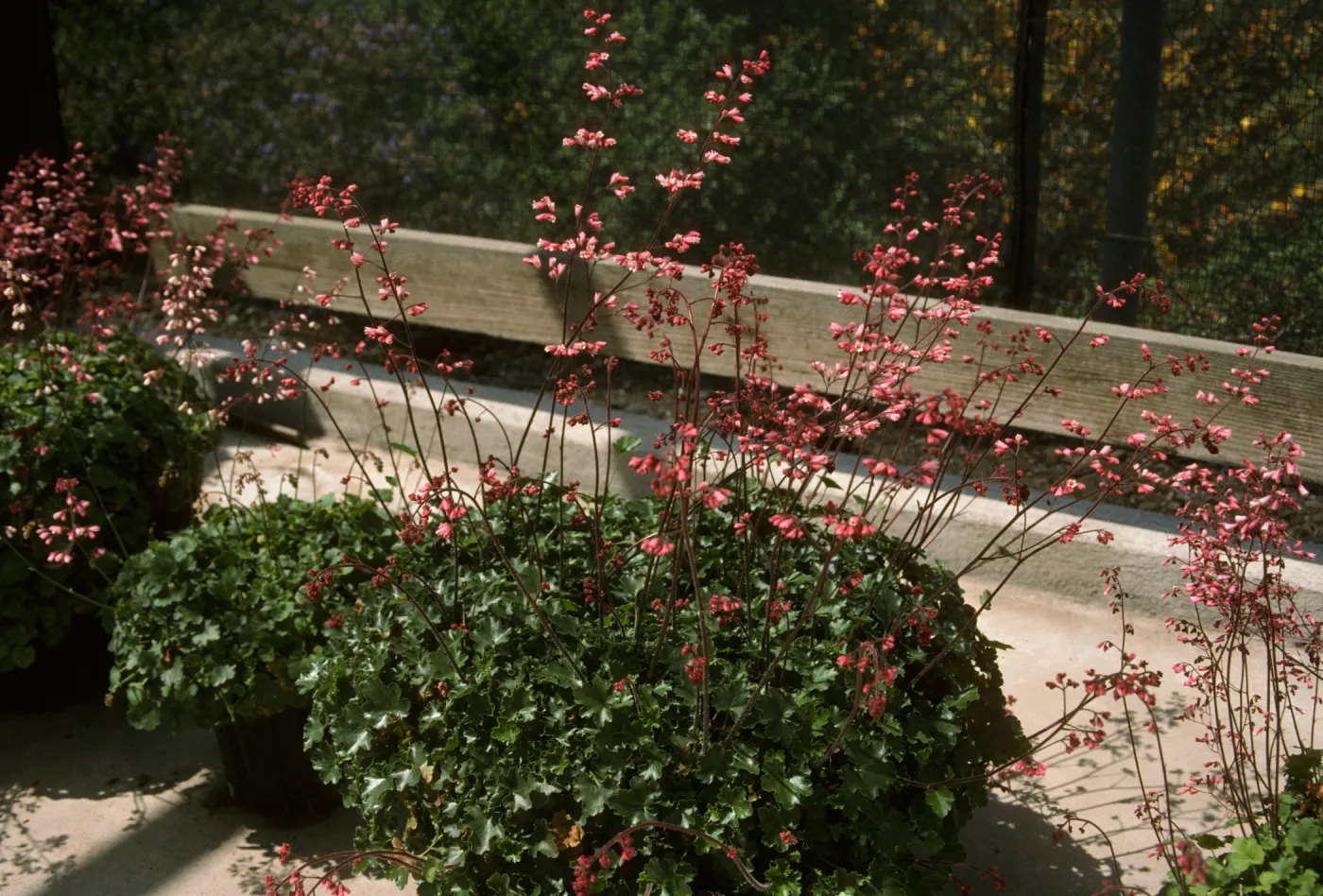 Heuchera x elegans