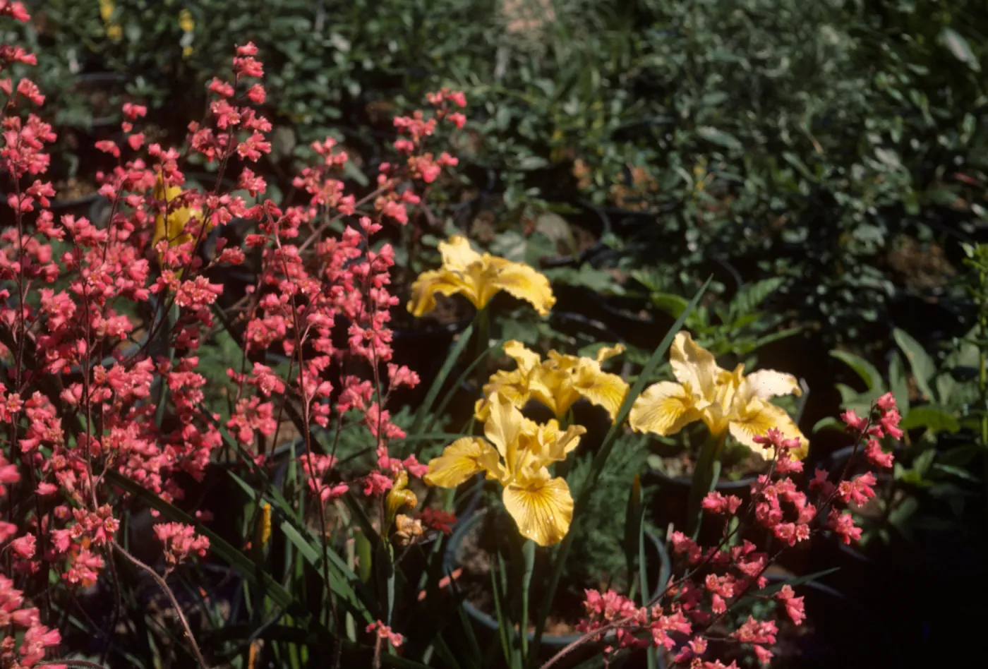 Heuchera 'Canyon Pink' with Iris 'Canyon Gold' at SBBG