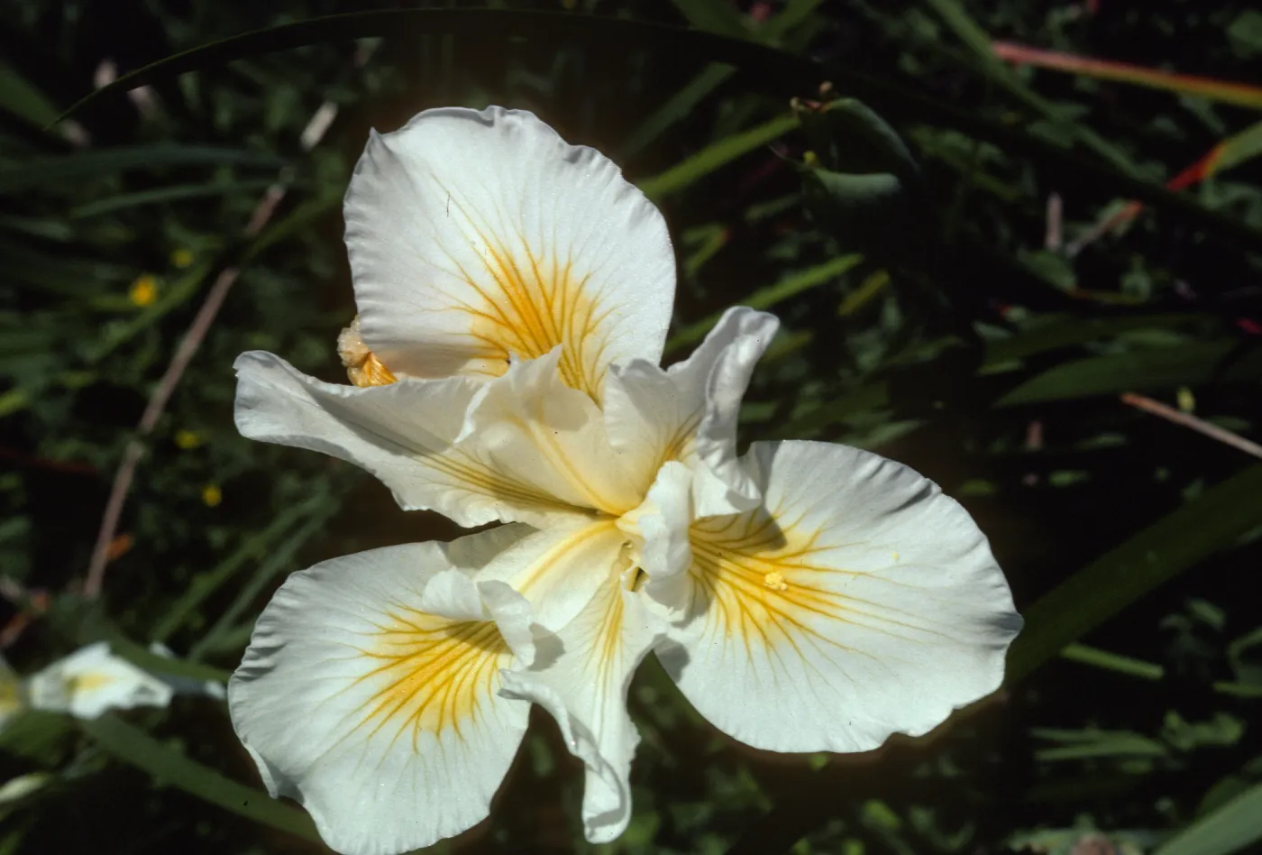 Iris 'Canyon Snow'