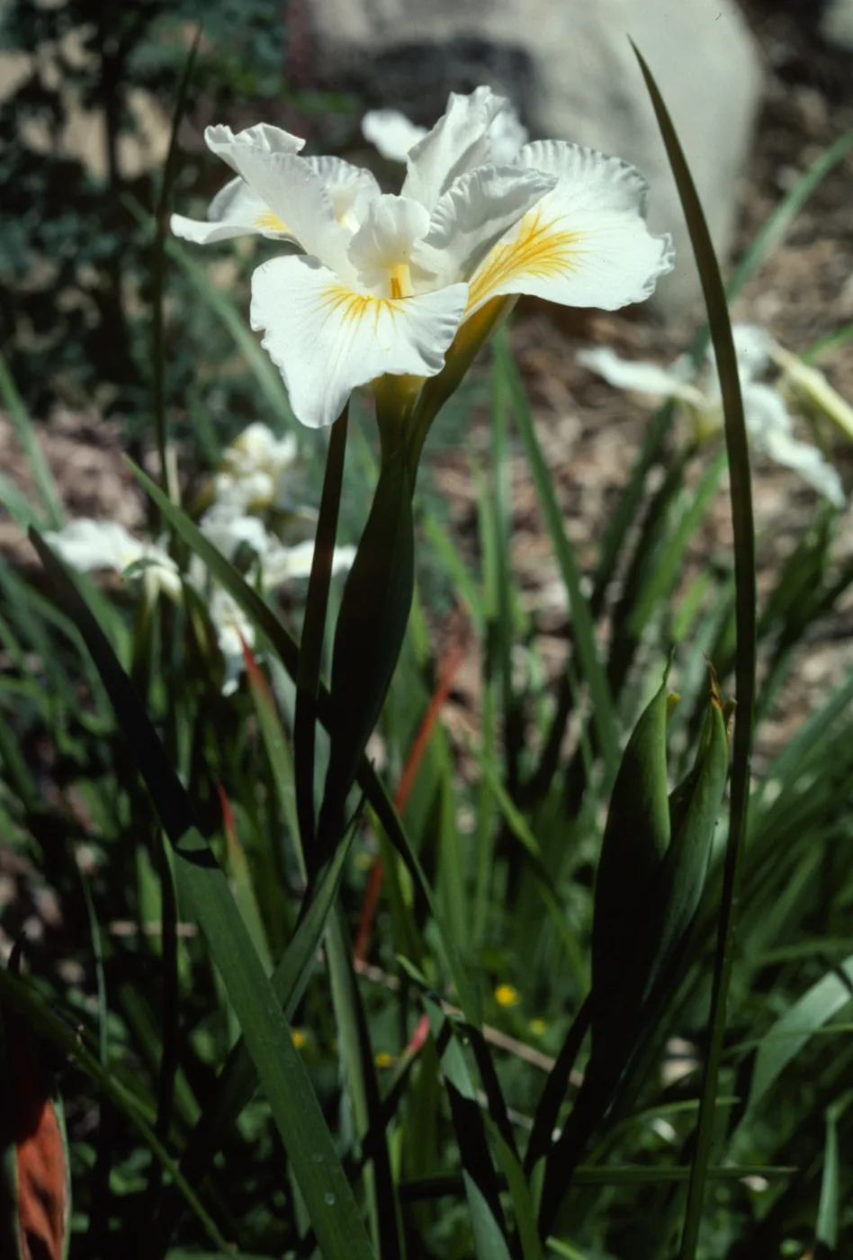 Iris 'Canyon Snow'
