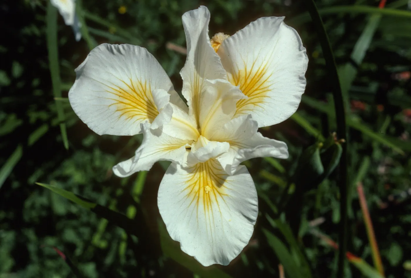 Iris 'Canyon Snow'
