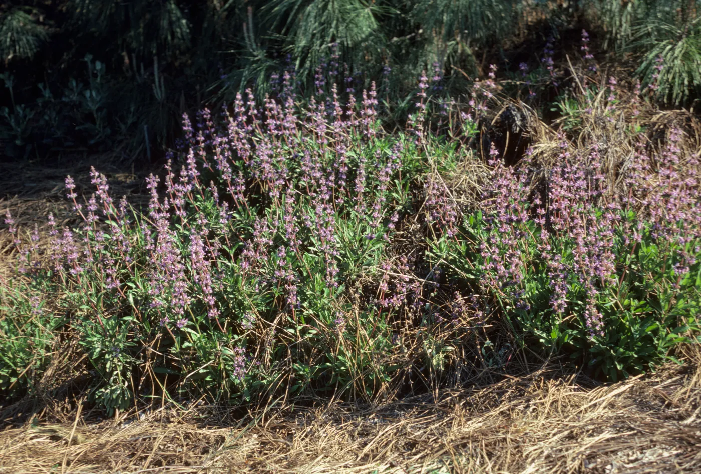 Salvia 'Dara's Choice'