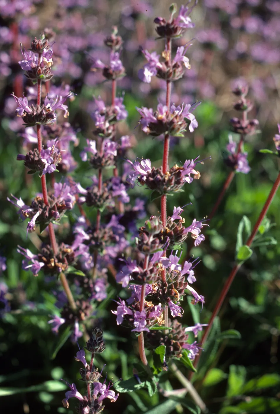Salvia 'Dara's Choice'