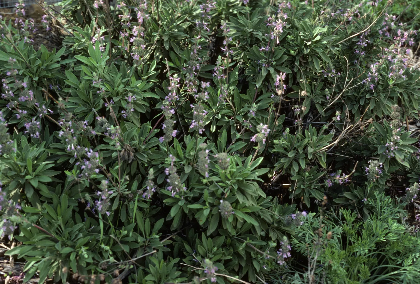 Salvia 'Dara's Choice'