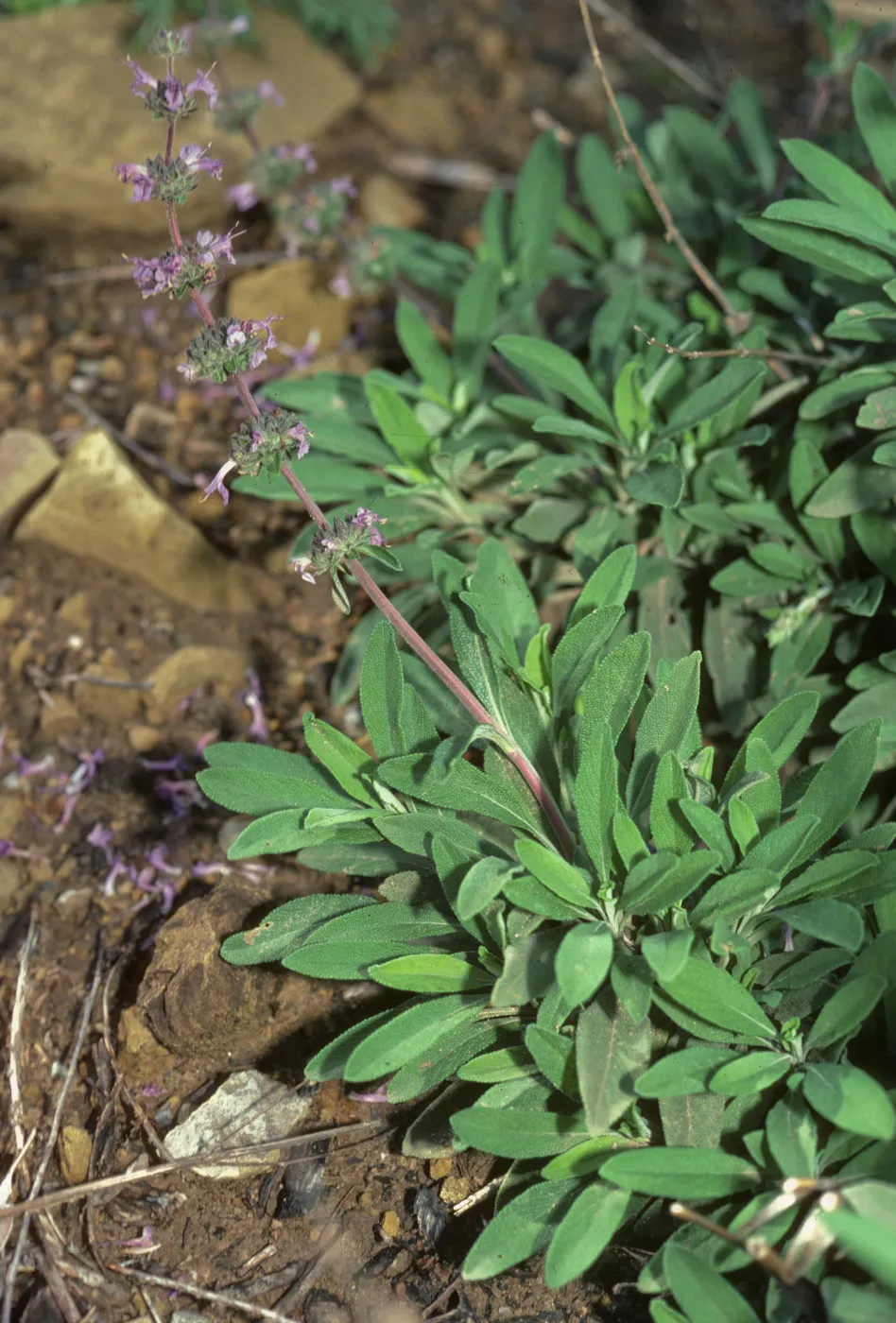 Salvia 'Dara's Choice'