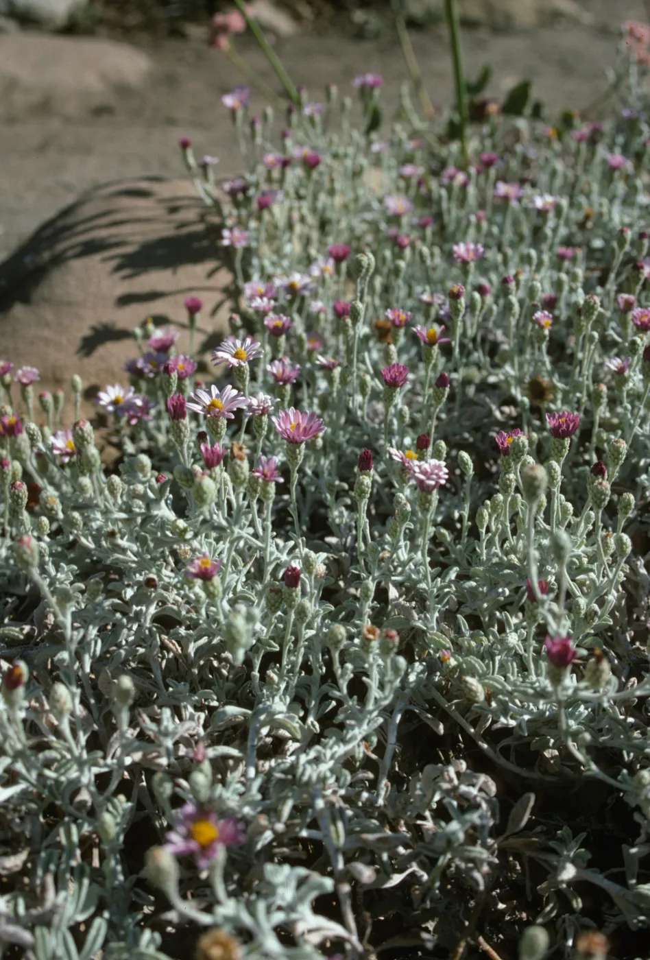 Lessingia 'Silver Carpet'