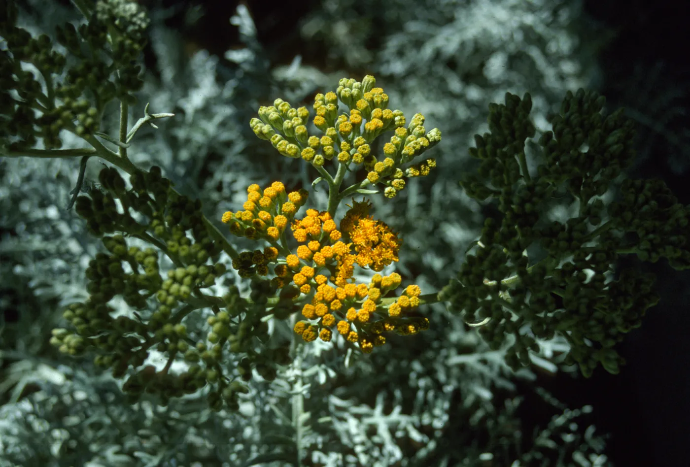 Eriophyllum 'Canyon Silver'