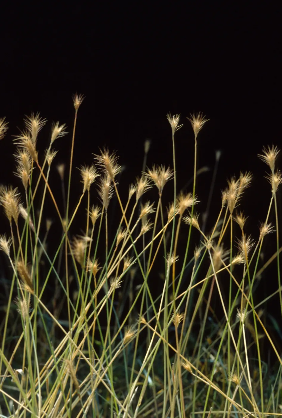 Hordeum californicum