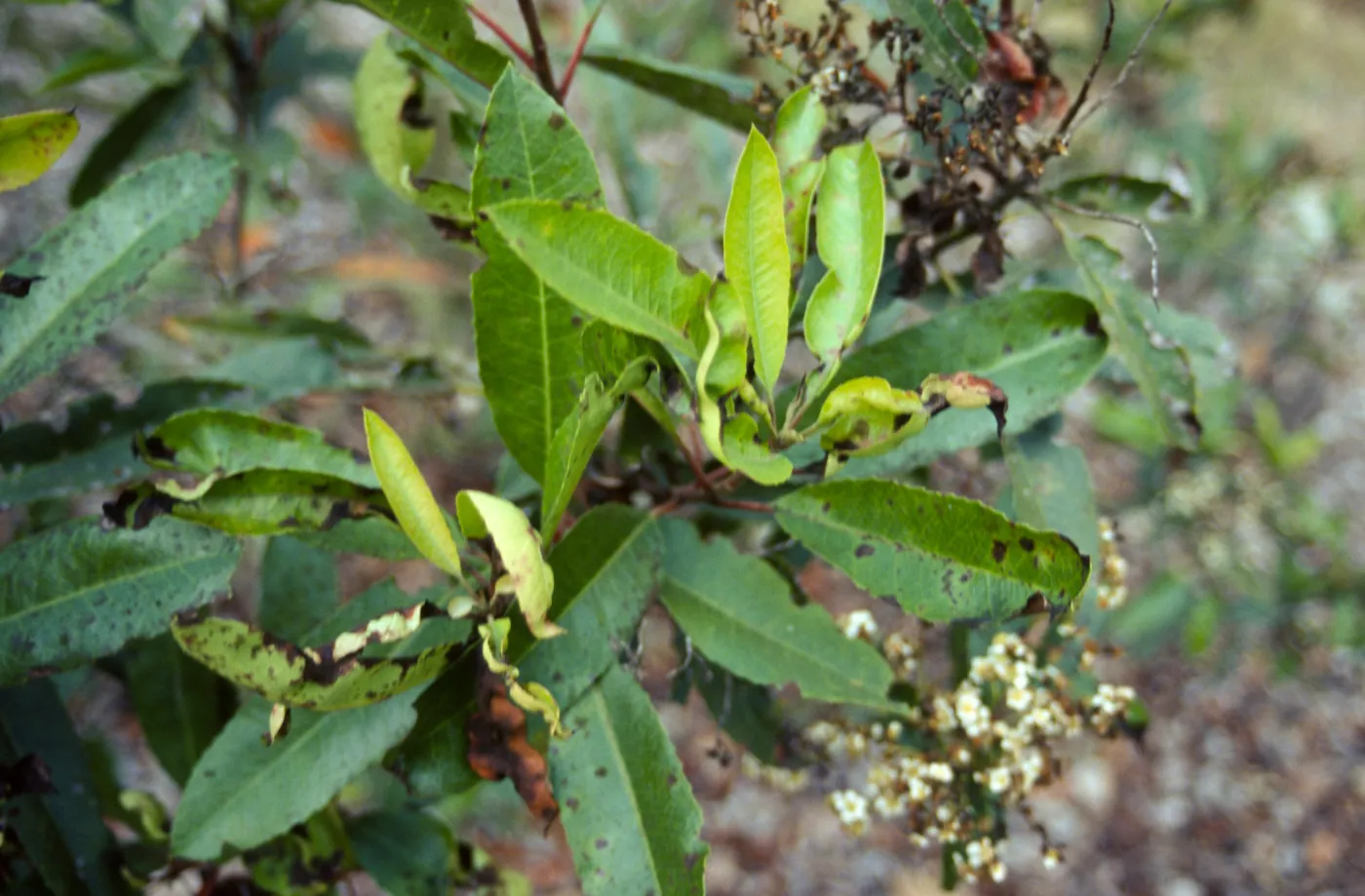 diseased leaves on Toyon, Heteromeles