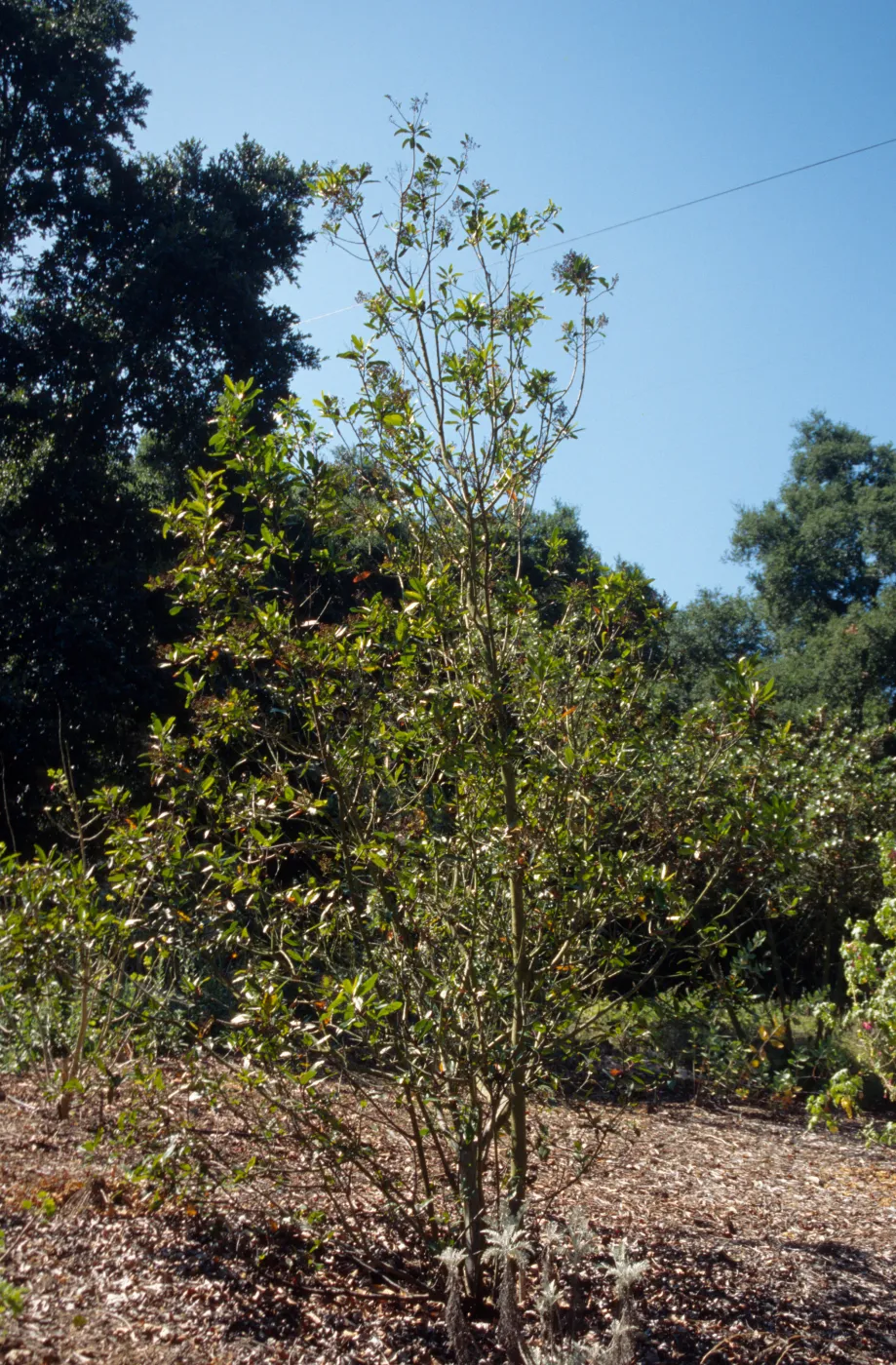 sparse foliage on Heteromeles in Island Section