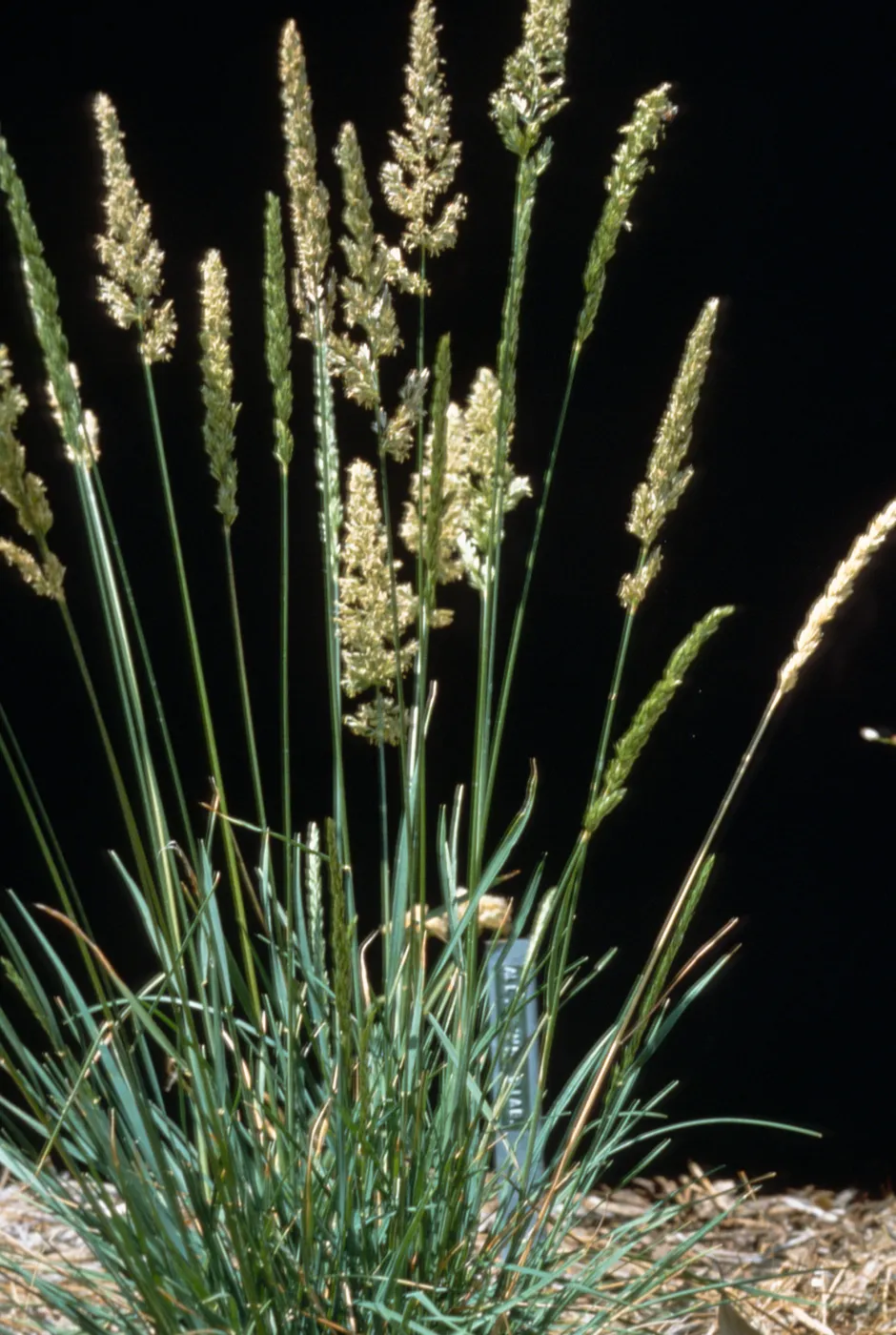 Koeleria macrantha (Junegrass)