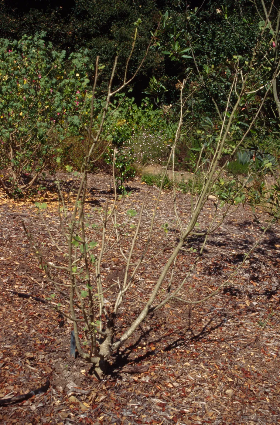 Lavatera assurgentiflora in SBBG Island Section