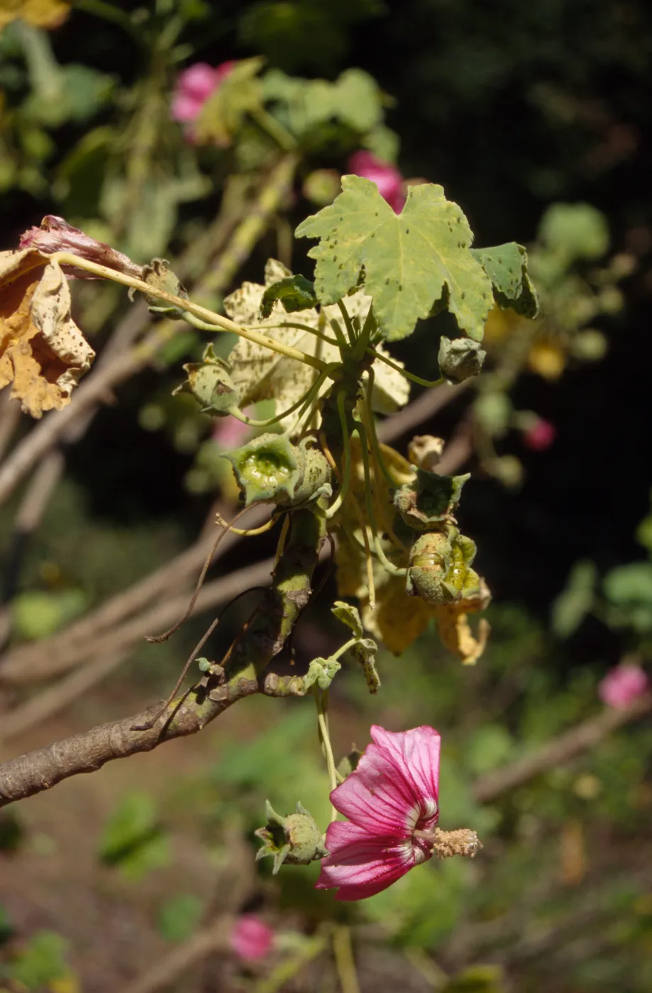 aphid infested Lavatera assurgentiflora