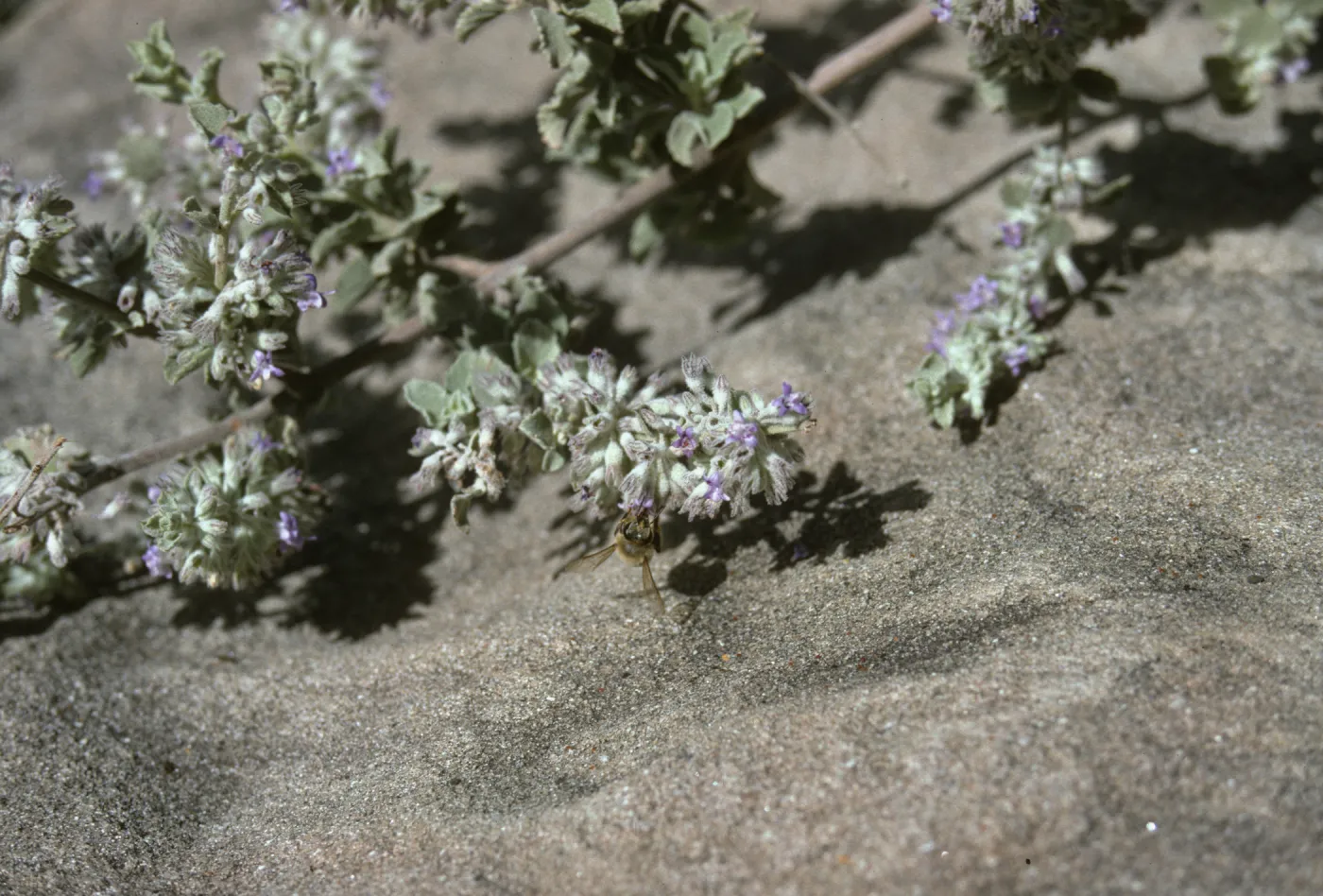 Hyptis with bee pollinator