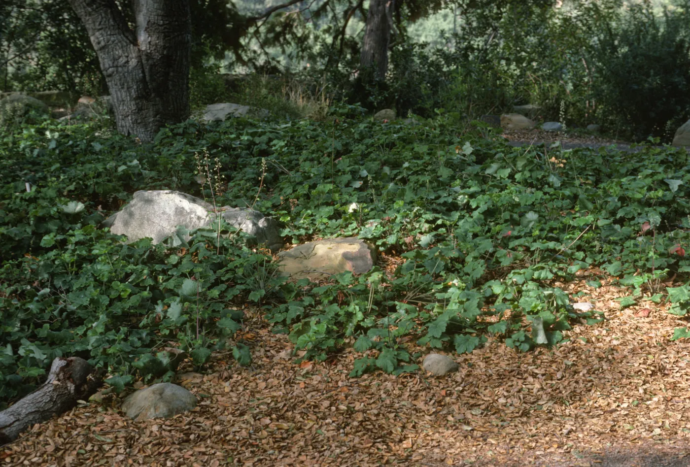 Heuchera maxima, Meadow Oaks, SBBG