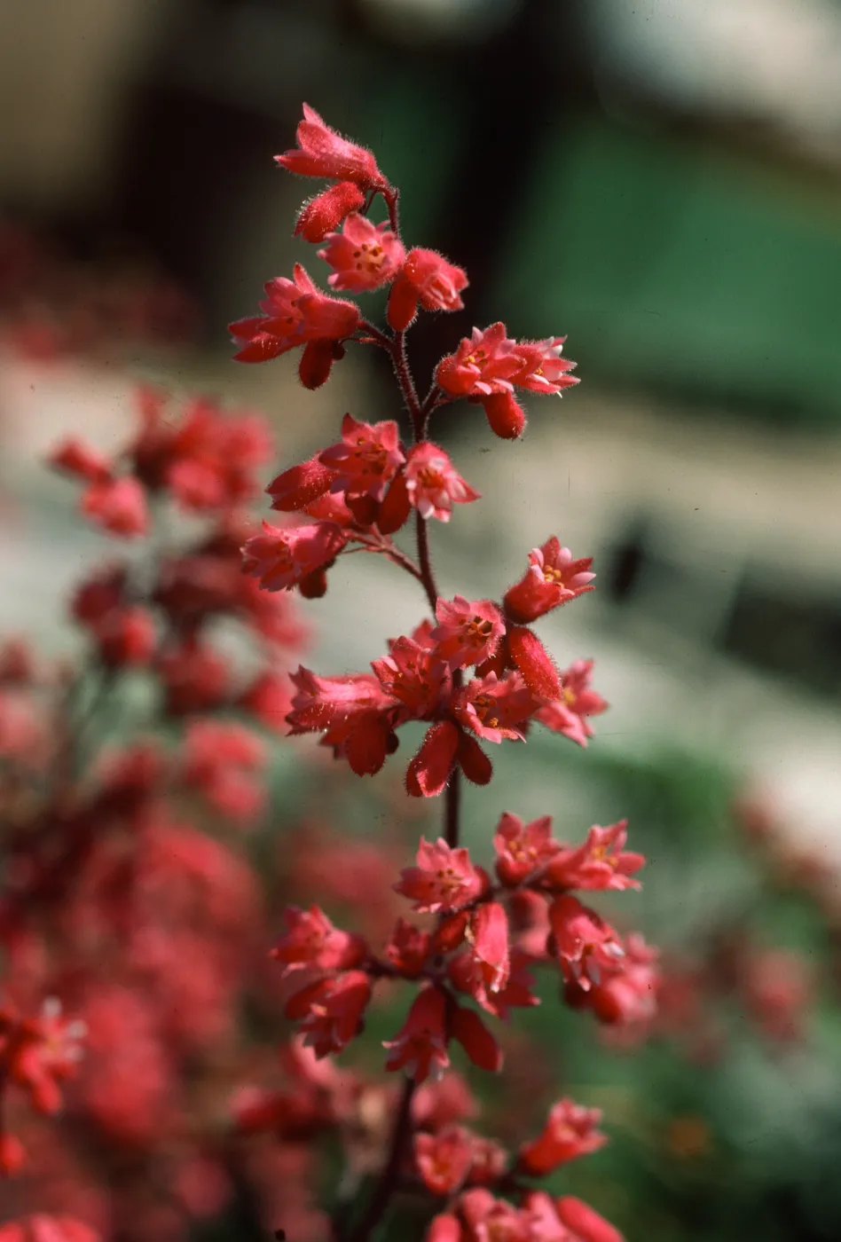Heuchera inflorescence