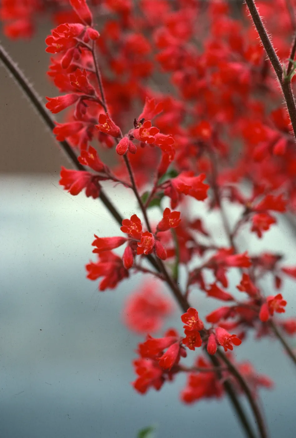 Heuchera inflorescence