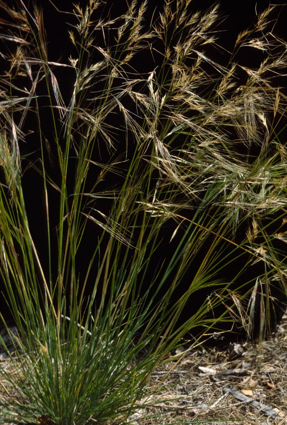 Stipa comata 